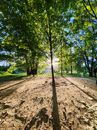 Trees on field in forest