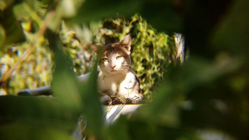 Portrait of cat on wall, shot taken through leaves of a tree far from the wall , it was a stray cat. 