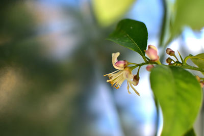 Close-up of cherry blossom on plant