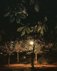 Close-up of illuminated tree against sky at night
