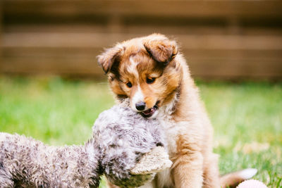 Close-up of dog playing with toy on grass