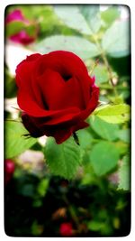 Close-up of red rose