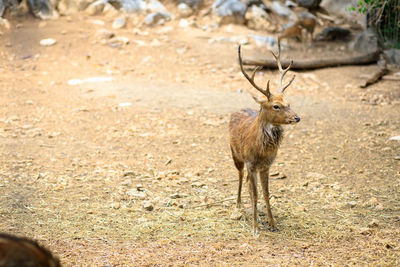 Deer standing on field