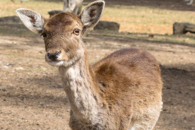 Portrait of deer standing on land