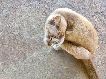 Close-up of a cat sleeping