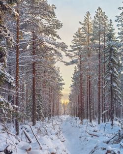 Pine trees on snow covered field against sky