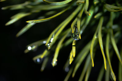 Close-up of raindrops on leaf