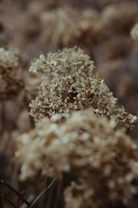 Close up of leaves