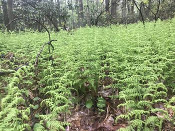 Scenic view of forest