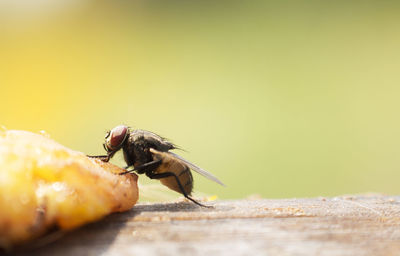 Close-up of fly on wood