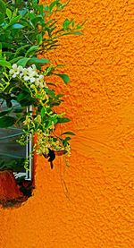 Close-up of flower blooming against wall