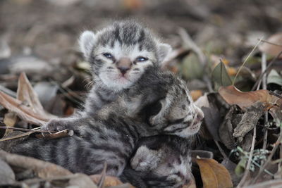 Close-up portrait of a kitten