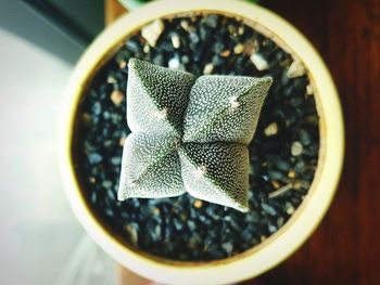 High angle view of potted plant on table