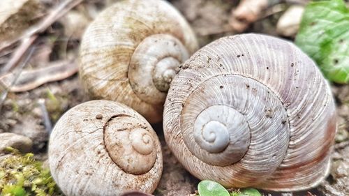 Close-up of snail