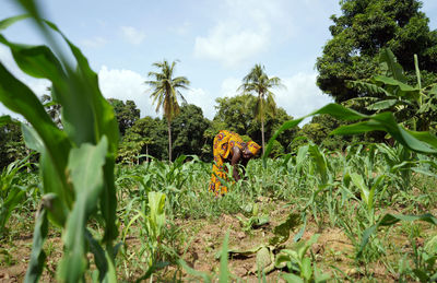 Farmers harvesting vegetables at farm against sky