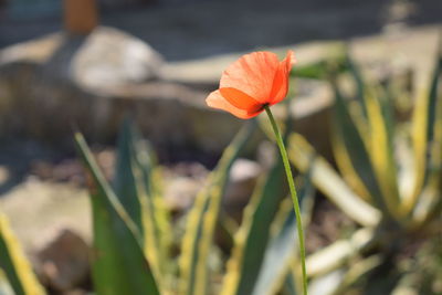 Close-up of poppy blooming outdoors
