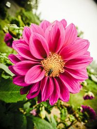 Close-up of pink flower blooming outdoors