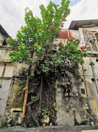 Low angle view of tree outside house against sky