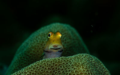 Close-up of fish swimming in sea