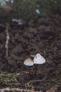 Close-up of mushroom growing on field