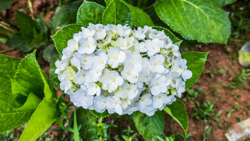 Close-up of white hydrangea blooming outdoors