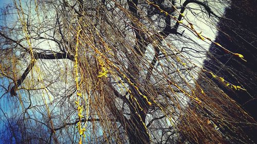 Close-up of bare tree against sky