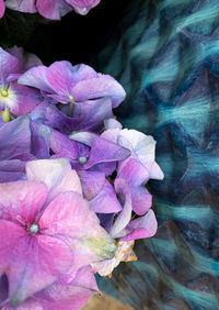 Close-up of pink hydrangea flowers