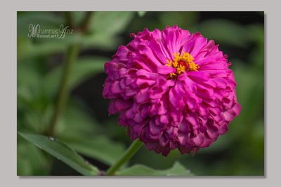 Close-up of pink flower blooming outdoors