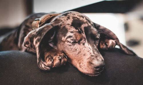 Close-up portrait of a dog resting at home