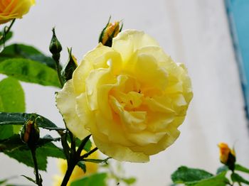 Close-up of yellow flower