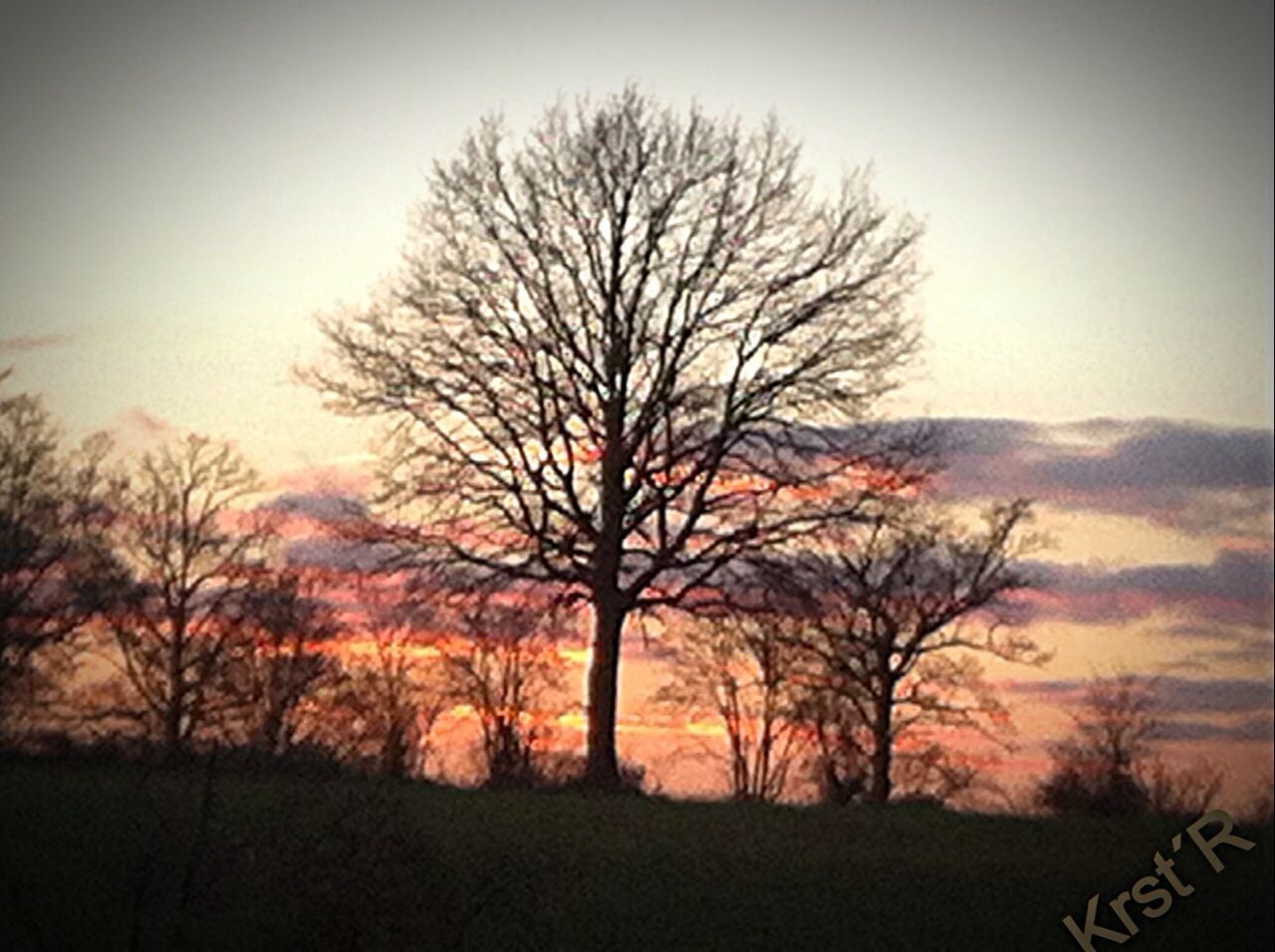 BARE TREES ON LANDSCAPE AT SUNSET