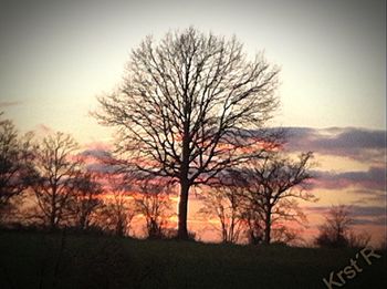 Bare trees on landscape at sunset