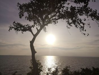 Silhouette tree by sea against sky during sunset