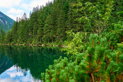 Spruce forest near blue lake in mountains. nature landscape