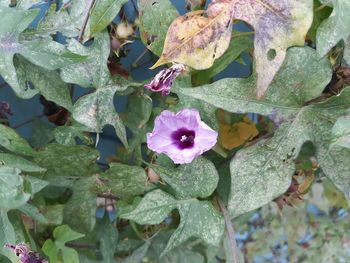 Close-up of purple flowering plant leaves