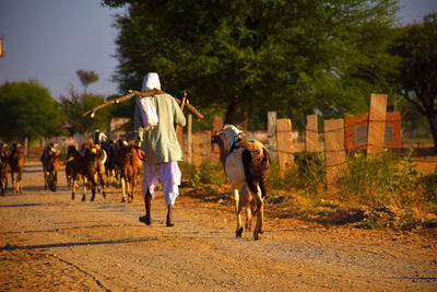 Rear view of man walking on farm