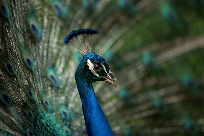 Close-up of a peacock