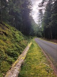 Road amidst trees in forest