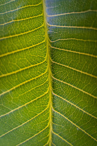 Full frame shot of leaf