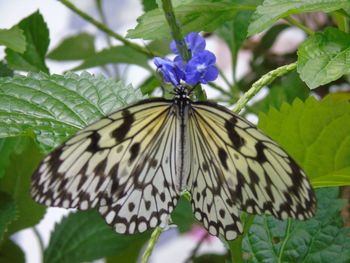 Close-up of butterfly on purple flower