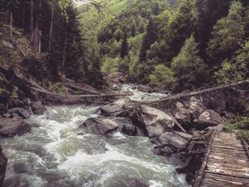 River flowing through forest