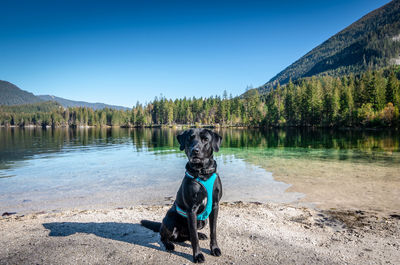 Dog on a lake