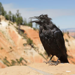 Close-up of a bird