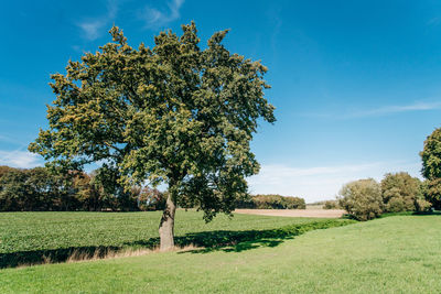 Tree on field against sky