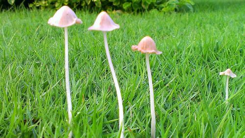 Close-up of pink flowers growing on field