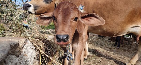 Cows standing in a field
