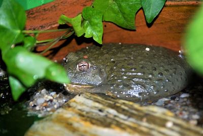 Close-up of frog on rock