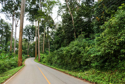 Road amidst trees in forest