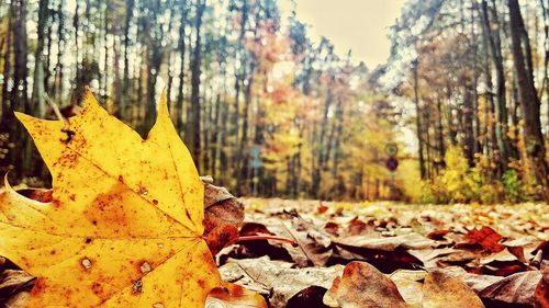 Fallen leaves on tree trunk