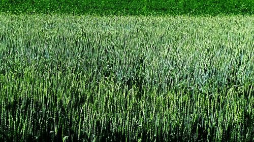 Crops growing on field